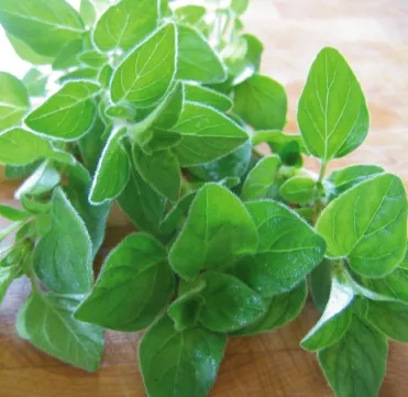 Oregano 4